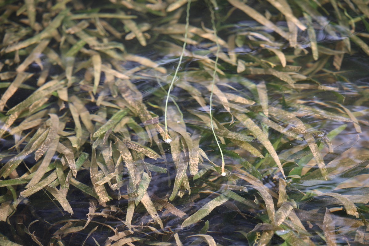 Vallisneria spiralis L.